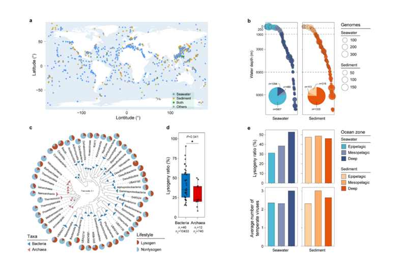 开云app官网入口下载苹果版
蹇华哗研究组揭示全球海洋温和病毒的多样性及分布规律